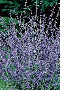 Russian Sage