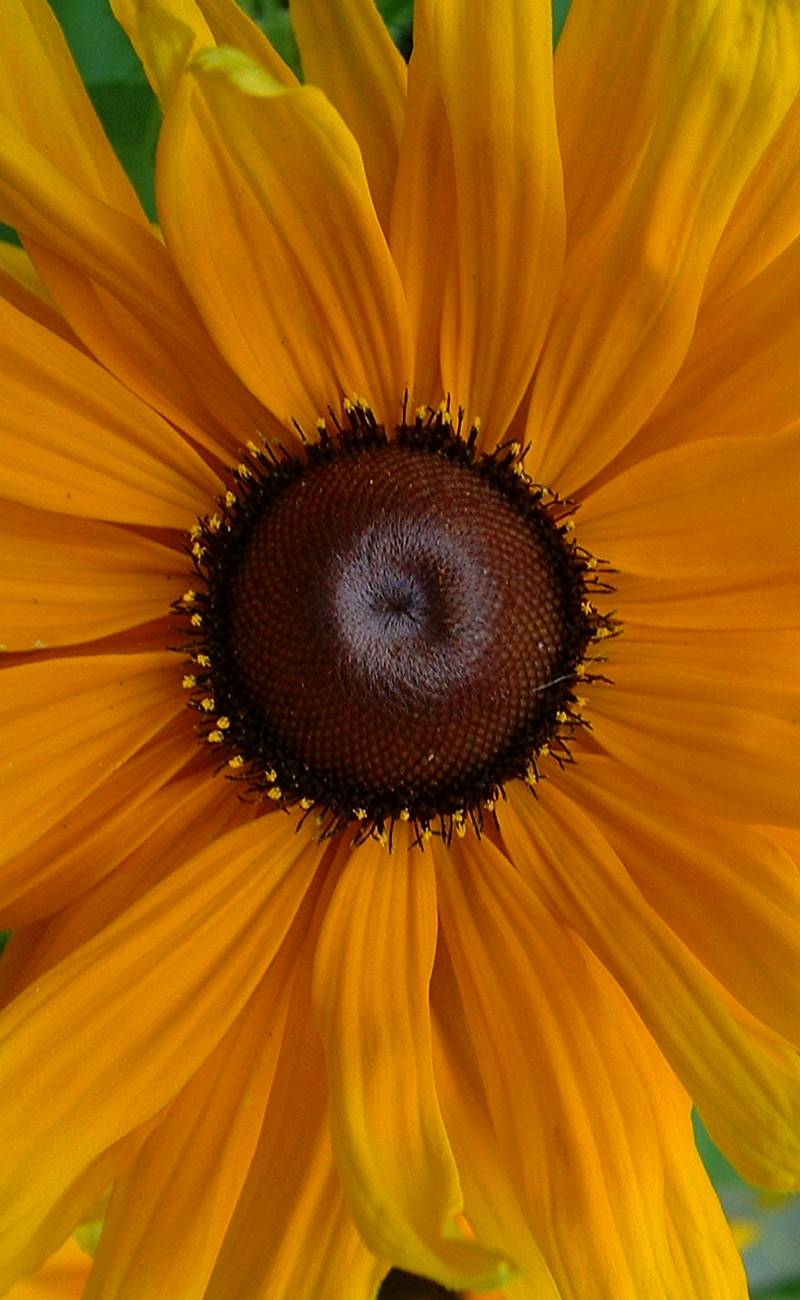 Black-Eyed Susan 'Marmelade'