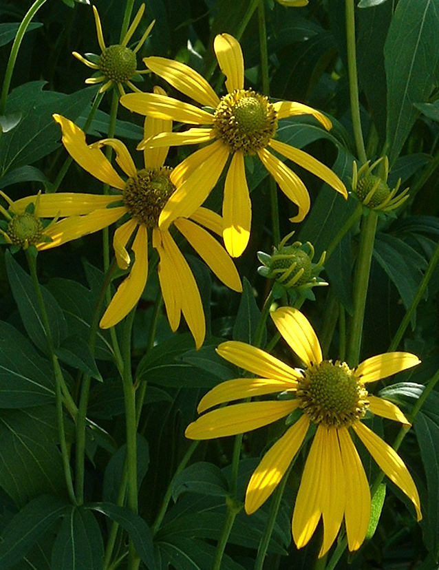 CUT-LEAFED CONEFLOWER