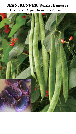 Runner Bean Scarlet Emp