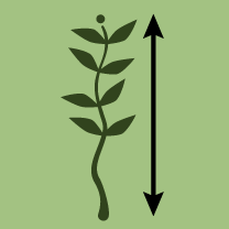 Plant Height