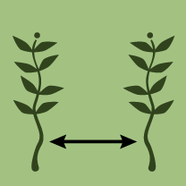 Space between plants