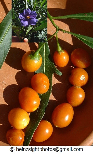 Kangaroo Apple