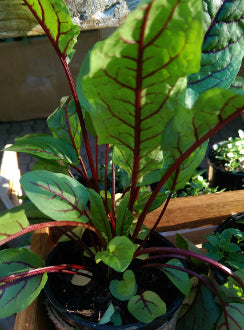 Sorrel, Red Veined