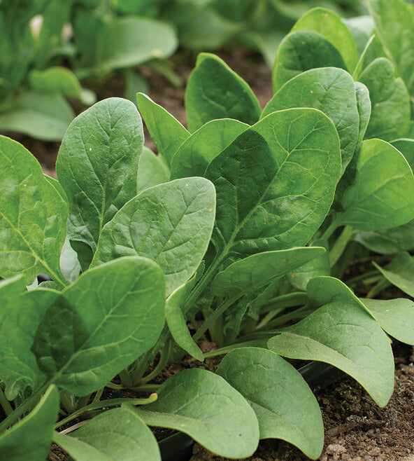 Spinach Auroch
