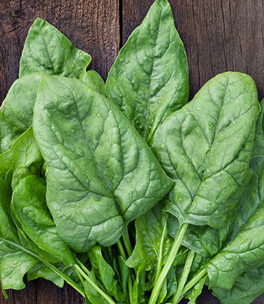 SPINACH ‘Winter Giant’
