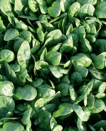 Spinach_reflect