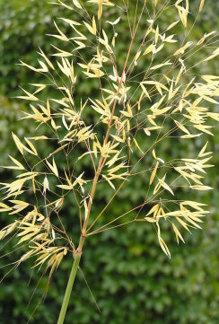 Ornamental Grass ‘Giant Feather Grass’