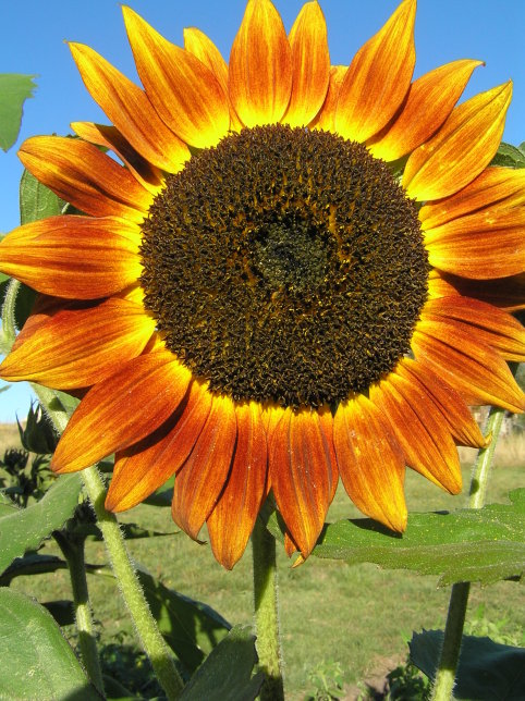 Sunflower 'Bronze Dawn'