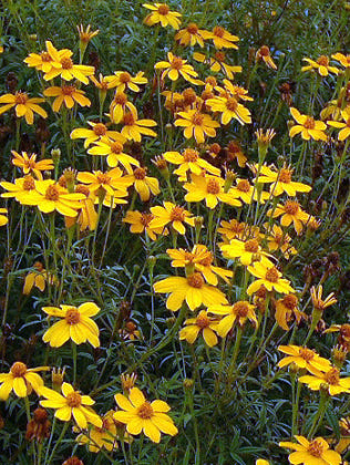 Mexican Marigold