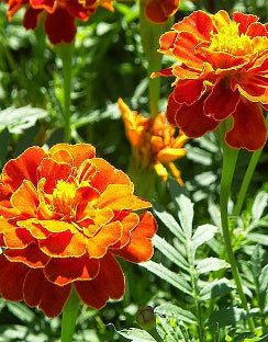 French Marigold