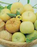 Tomatillo Verde