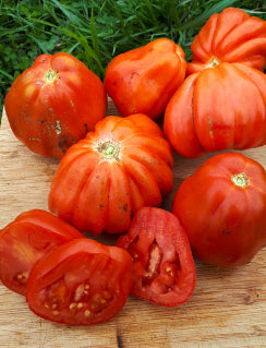 TOMATO 'COSTOLUTO Fiorentino'