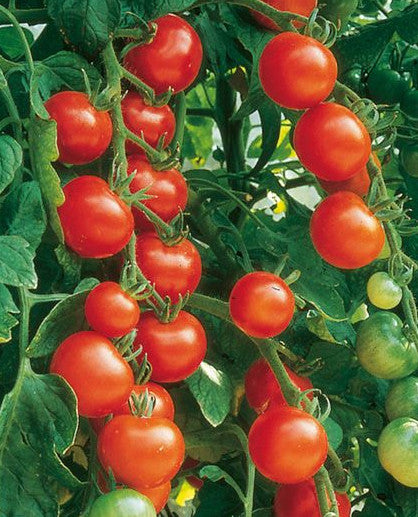 Tomato Garden Delight