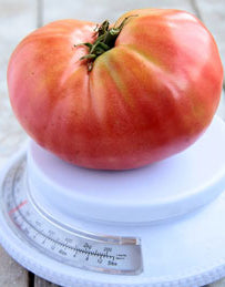 Tomato 'German Johnson'