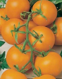TOMATO 'Gold Nugget'