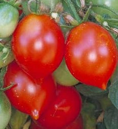 Tomato 'Riesentraube'