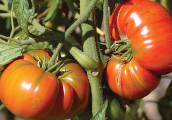TOMATO 'Brandywine Red'