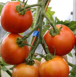TOMATO 'Money Maker'