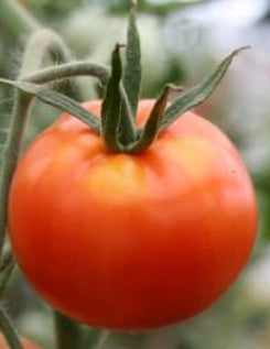 Tomato 'Red Cloud'