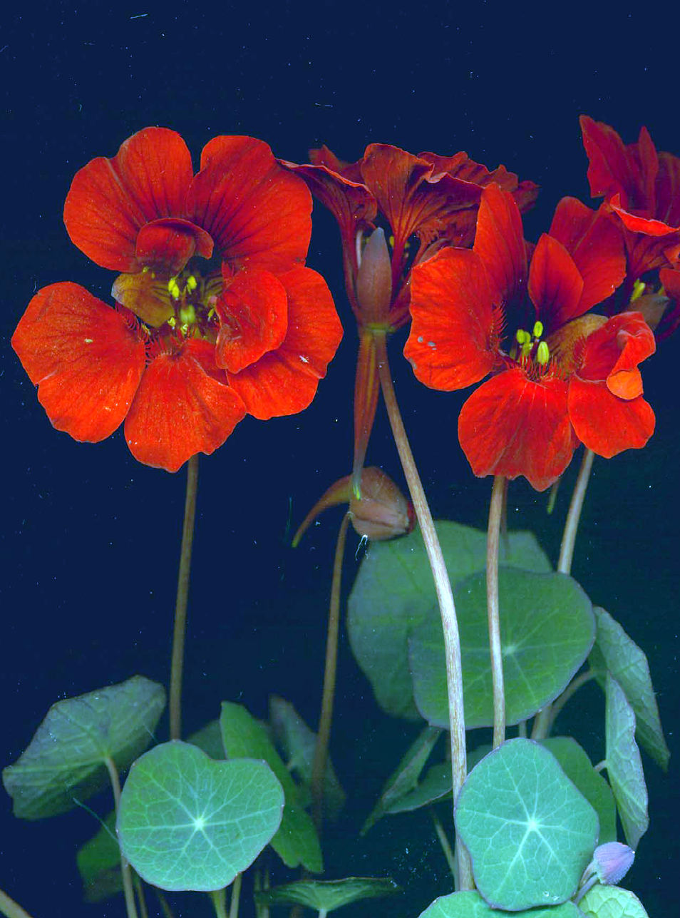 RED NASTURTIUM ‘Empress of India’