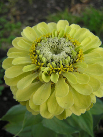 Zinnia envy