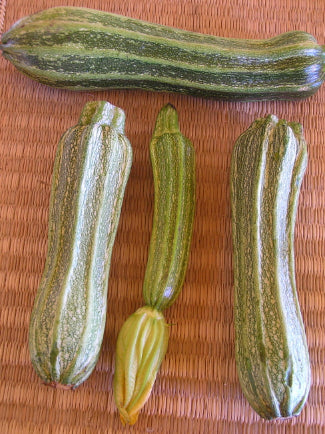 Zucchini Costata Romanesco