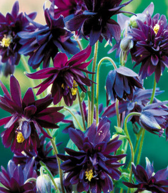 Columbine 'Black Barlow'