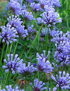 Blue Woodruff
