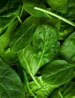 Spinach ‘Baby Leaf’ F1