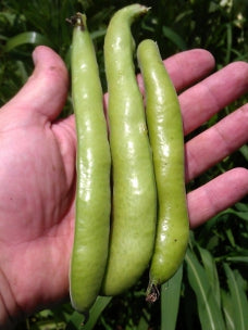broadbean aquadulce