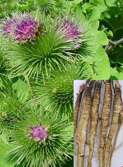 burdock