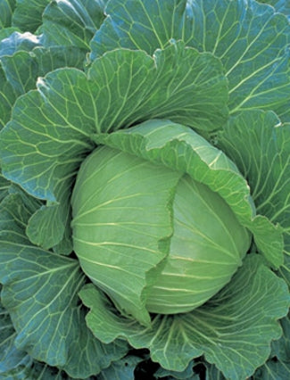 Cabbage Copehagen
