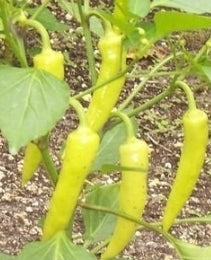 CAPSICUM ‘Sweet Banana’