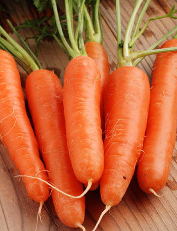 Carrot Nantes Early