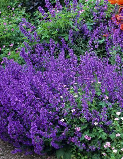 Catmint