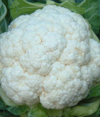 Cauliflower Snow Quen