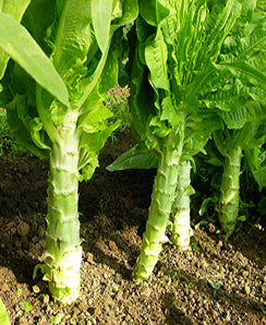Celtuce