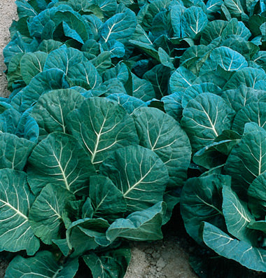 Collards