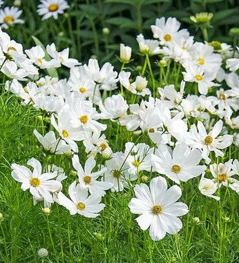 Cosmos White