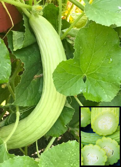 cucumber-armenian