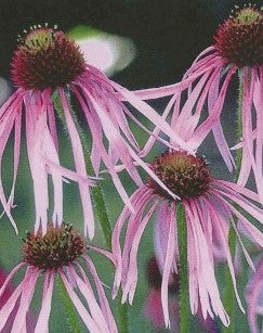 PINK CONE FLOWER