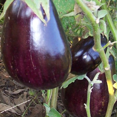 eggplant blackbeauty