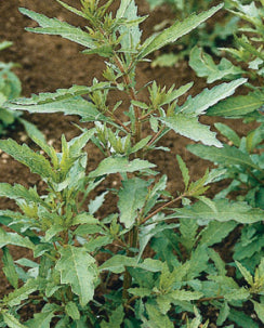 PLANTA DE EPAZOTE ROJO ORGANICA (Dysphania Ambrosioides) EN MACETA DE 5 PLANTA DE EPAZOTE ROJO ORGANICA (Dysphania Ambrosioides) EN MACETA DE 5