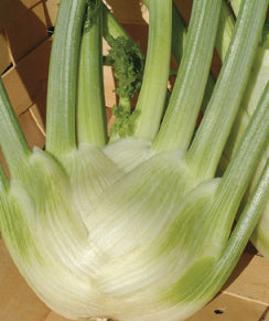 fennel artemis