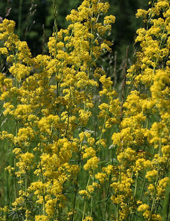 Lady's Bedstraw