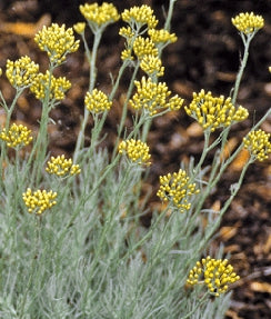 Curry Plant