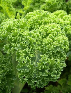 Kale ‘Squire’