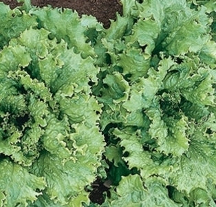 Lettuce 'Two Star'