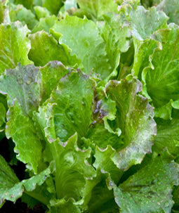 Lettuce 'Michelle'